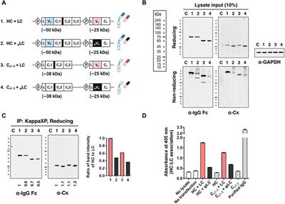 The dispensability of VH-VL pairing and the indispensability of VL domain integrity in the IgG1 secretion process